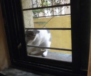 Cat trying to open window