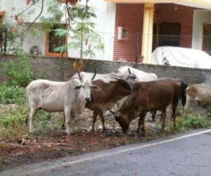 Cows