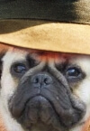 Funny picture of dog wearing a hat