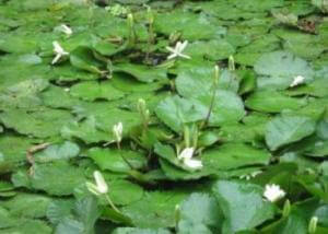 Pond