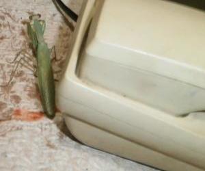 Praying mantis