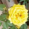 A picture of a beautiful yellow rose